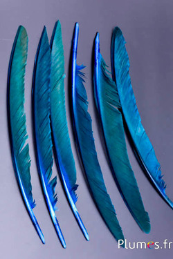 Paon bleu - 33-37 cm - turquoise-brun 
